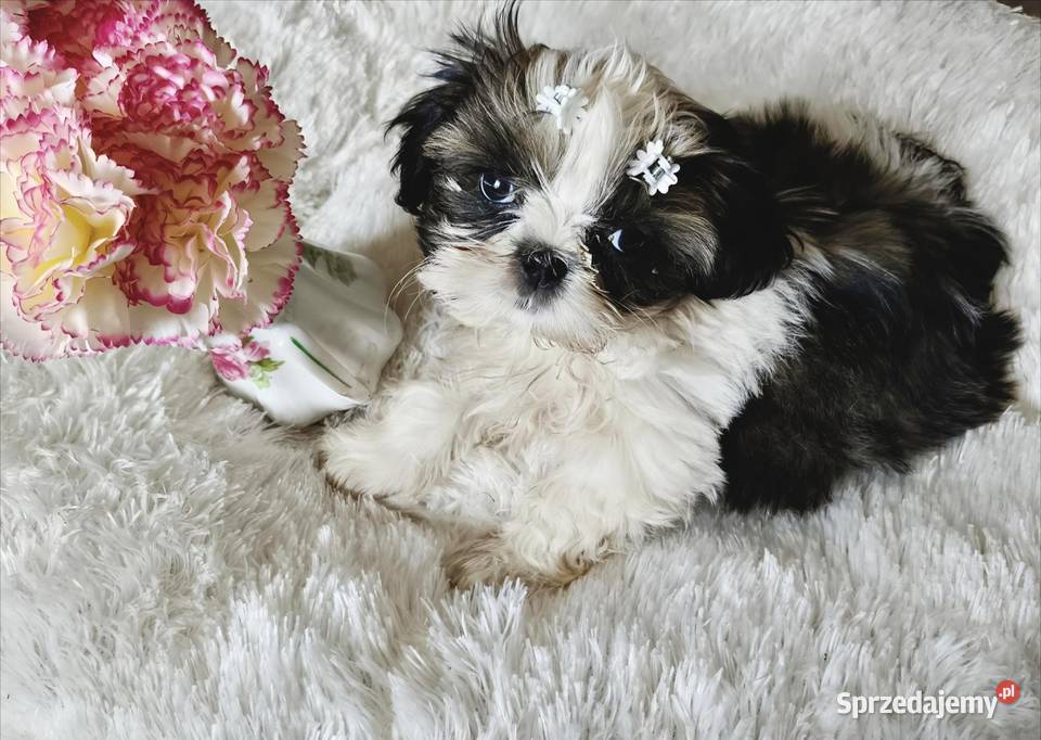 SHIH TZU piesek maleńki FCI