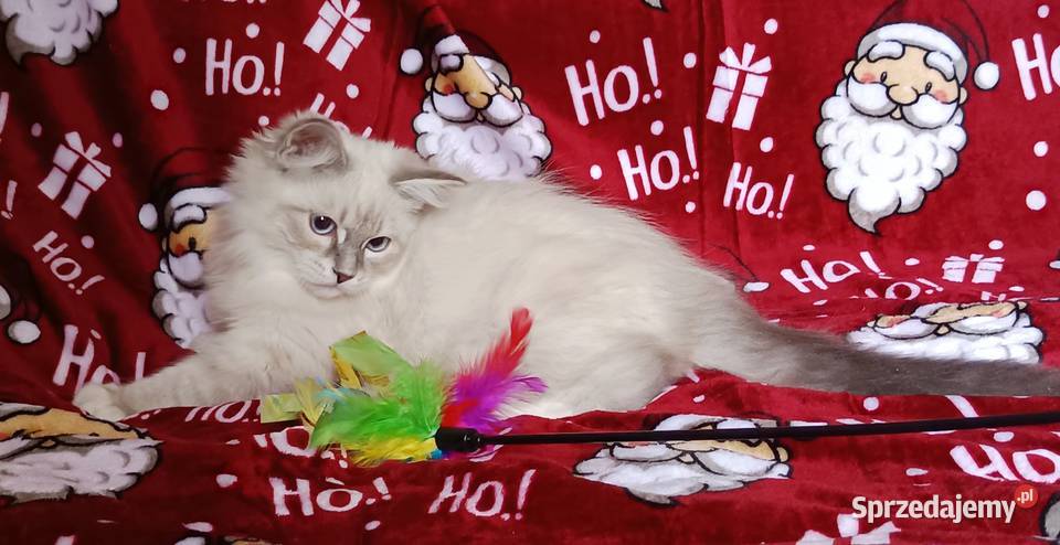 Koty Syberyjskie Neva Masquerade NEMO Kwilcz