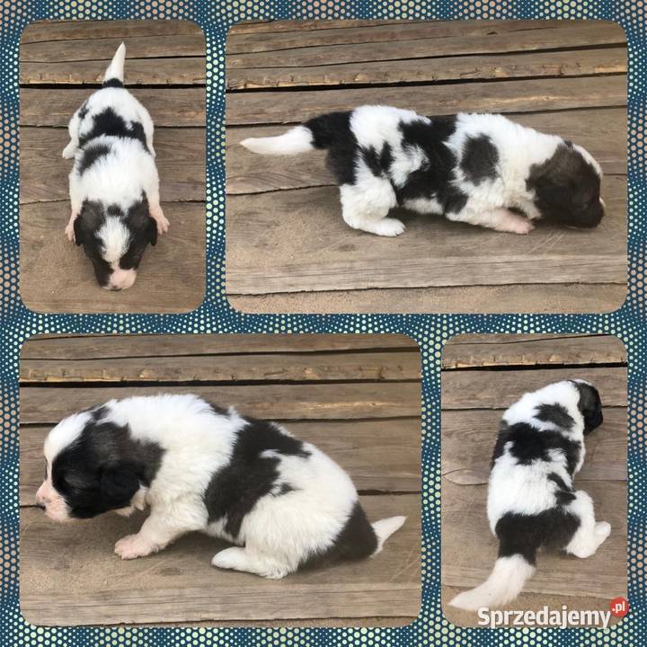 Mastif pirenejski rodzinny molos stróżujący warmińsko-mazurskie