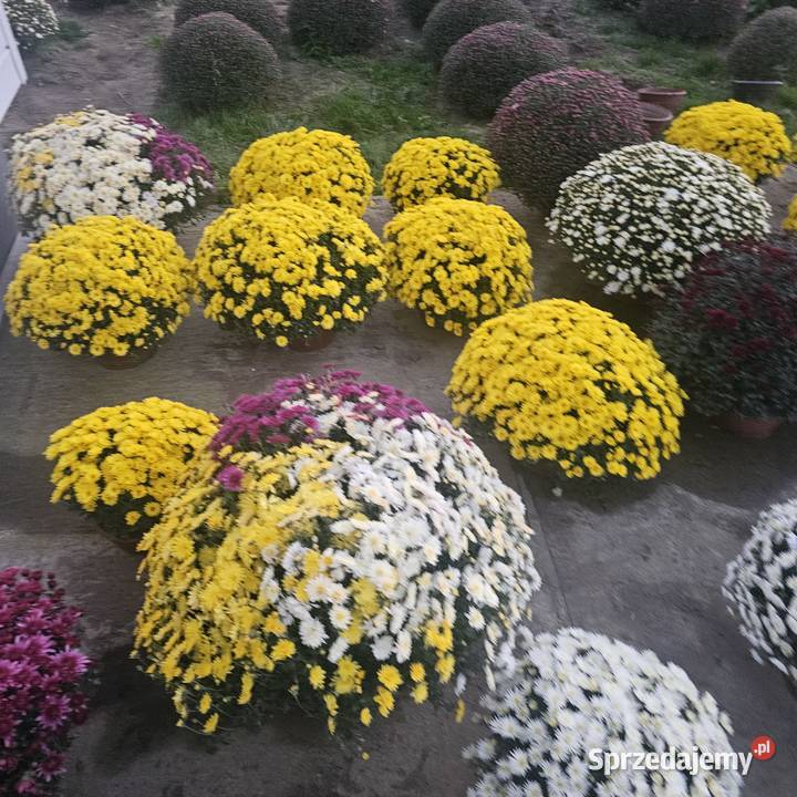 Chryzantemy drobnokwiatowe Udanin