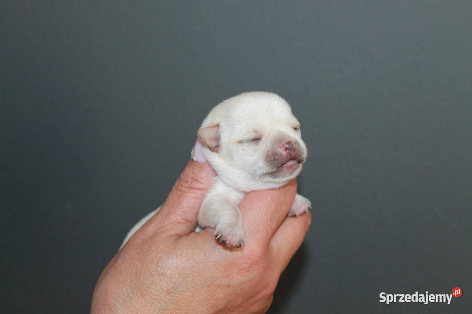 Chihuahua krótkowłosa dziewczynka ZKwP FCI Chihuahua zachodniopomorskie