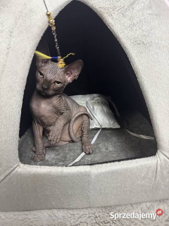 Sfinks czarny kocurek Zabrze sprzedam