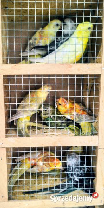 Papugi różne Jaworowa sprzedam