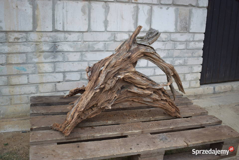 Korzeń ozdobny do ogrodu Połaniec