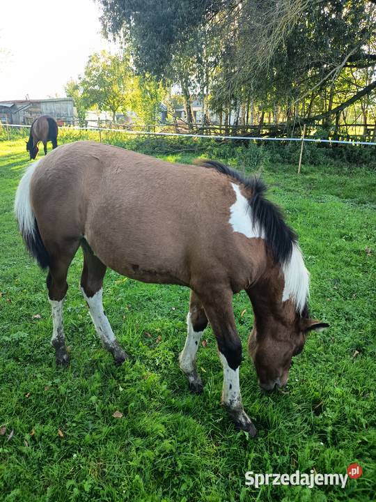 Sprzedam młode chucuły Wygoda
