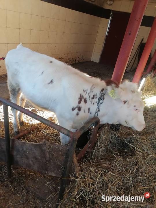 Byk Nowy Sącz sprzedam