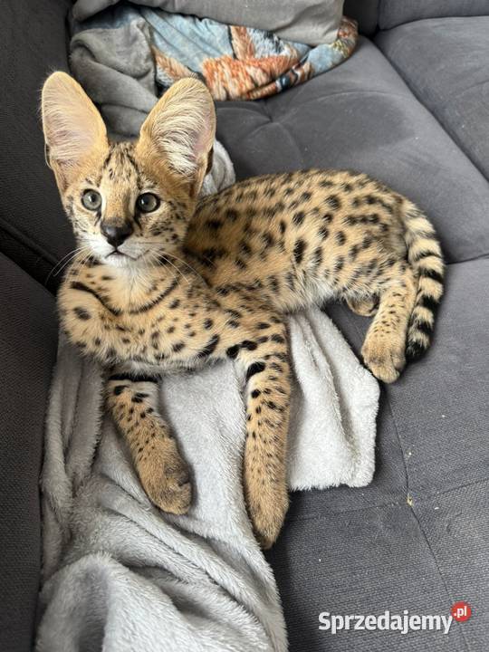 Serwal afrykański sawannowy serval ręcznie Bochnia