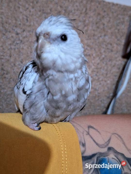 Nimfy ręcznie karmione Dzierzbin