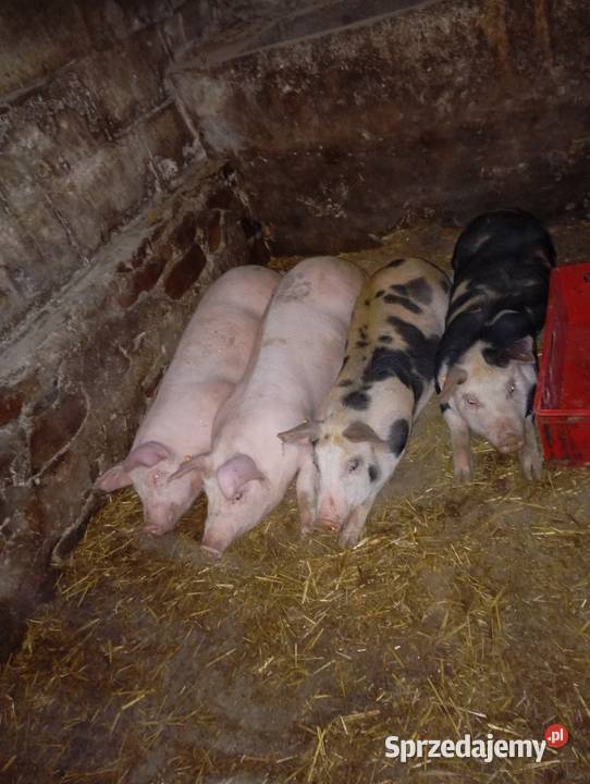 Sprzedam świnki Smyków