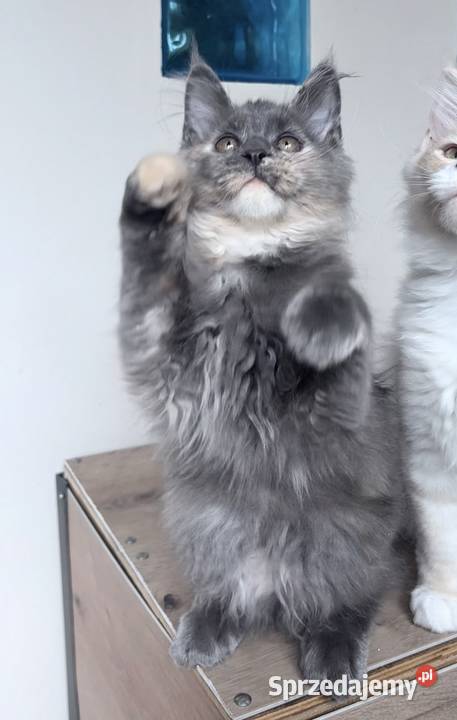Maine Coon Niebieskie szylkretki Linia Shaded