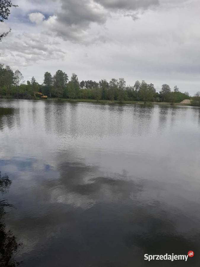 Żywe ryby węgorze jesiotr karppstrągnarybek lina Ślesin