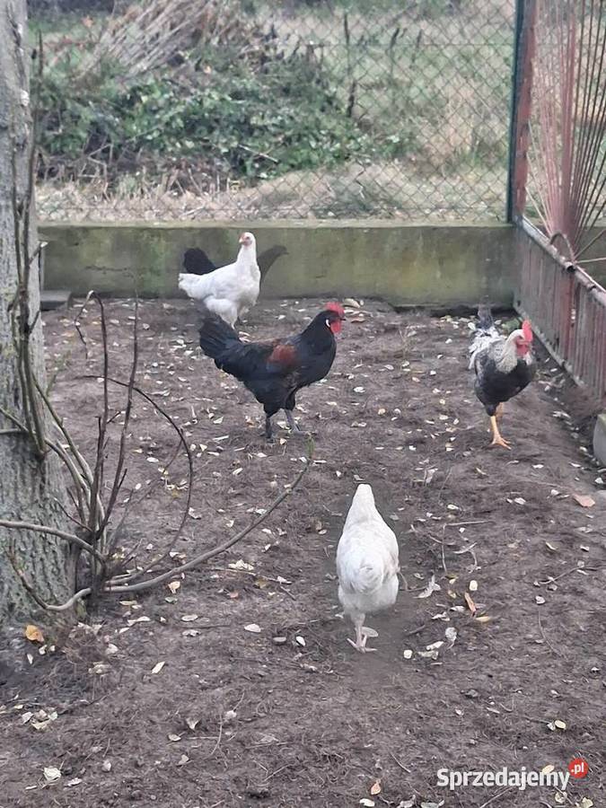 koguty mlode z lipca wielkopolskie Modła Królewska