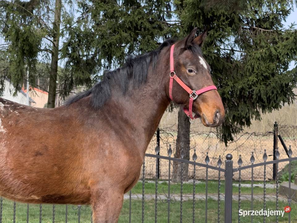 tarant wałach 2 lata Konie Bucz