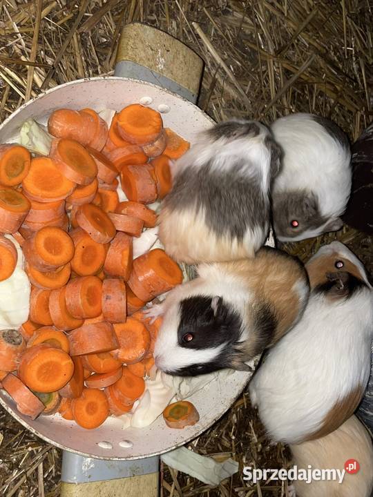 Świnki morskie sprzedam Dobra Nadzieja