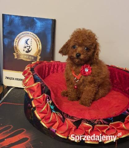 Pudel Toypudelek red śliczna suczka śląskie