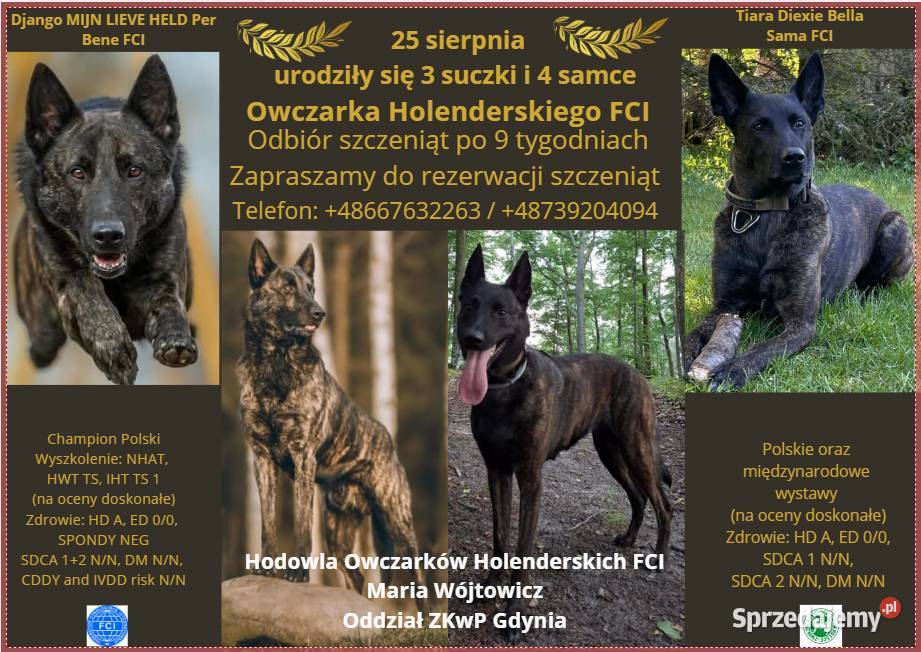 Owczarek Holenderski FCI szczeniaki pomorskie Rumia