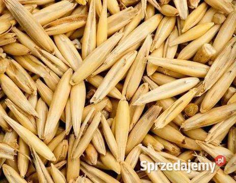 Owies paszowy na opał Stare Bogaczowice