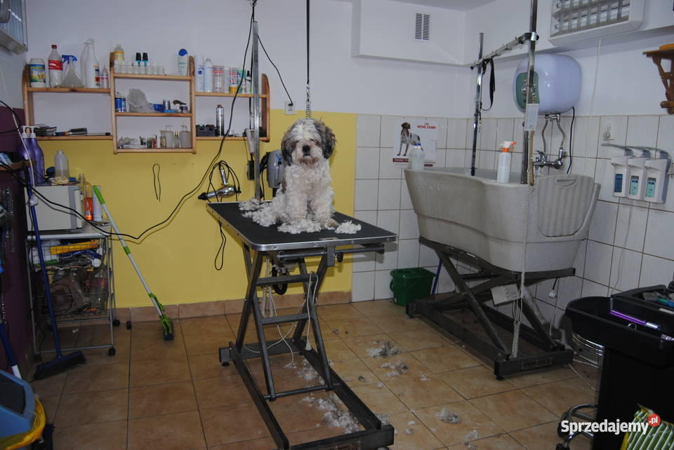 wyposażenie salonu fryzjerskiego psów Gorlice