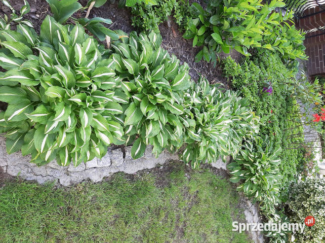 Funkia ogrodowa sadzonka dolnośląskie