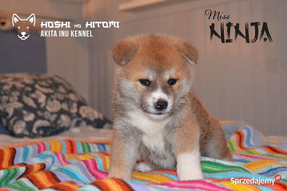 czerwona suczka Akita Inu /ZKwP /  FCI / szczeniaki
