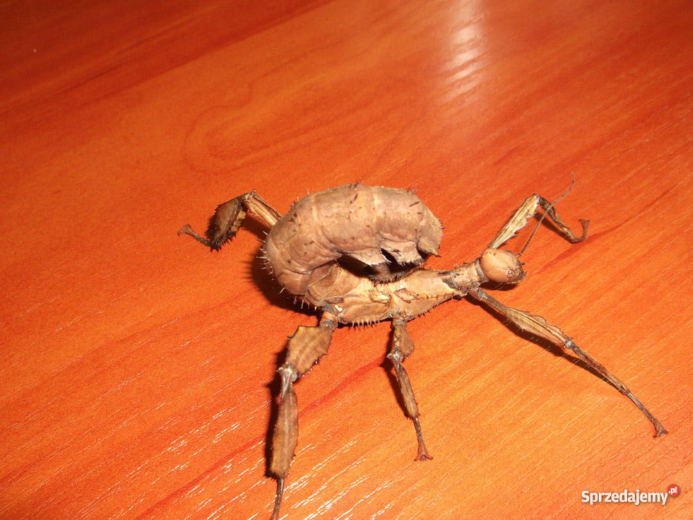straszyk australijski Dąbrowa Górnicza sprzedam