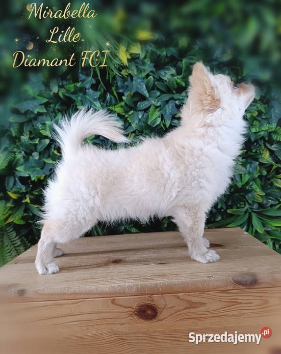 Chihuahua długowłosa FCI