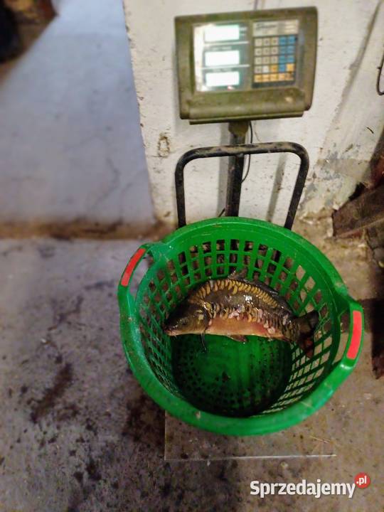 Sprzedam żywe karpie Gawartowa Wola