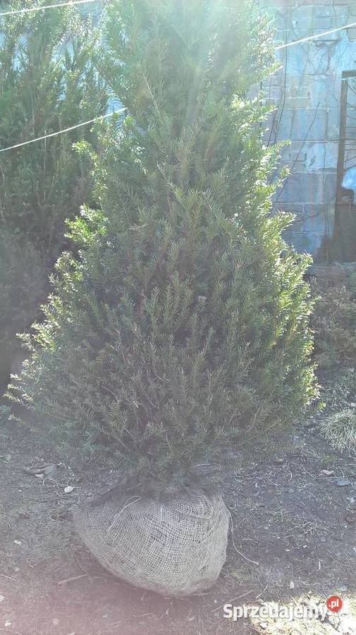 Mega Ładny Gotowy Żywopłot Cis Iglaste