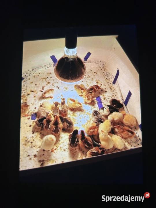 Sprzedam inkubator cleo 5 Ptaki Bobowa sprzedam