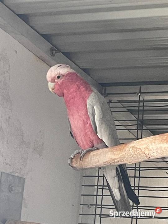 Samiczka kakadu rozowe 2025 Poznań sprzedam