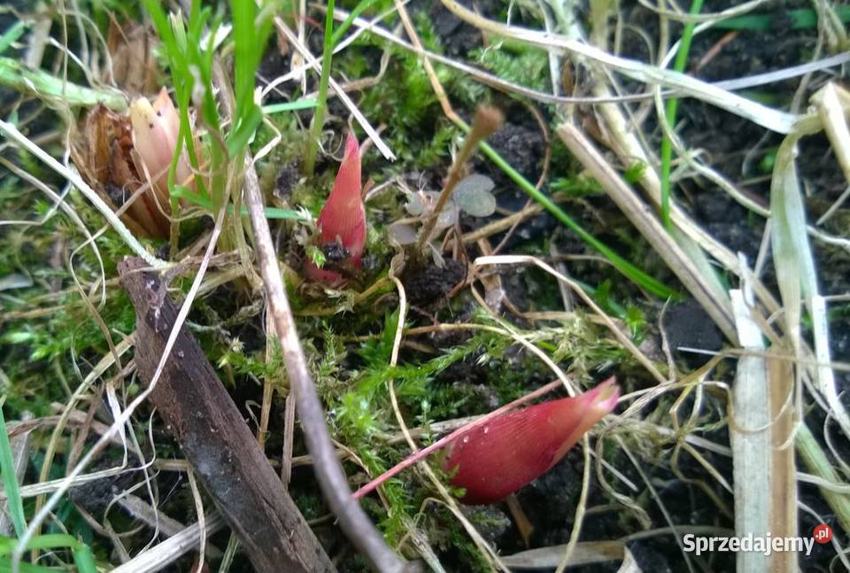 Miskant olbrzymi duża sadzonka XXL karpy Pszczyna