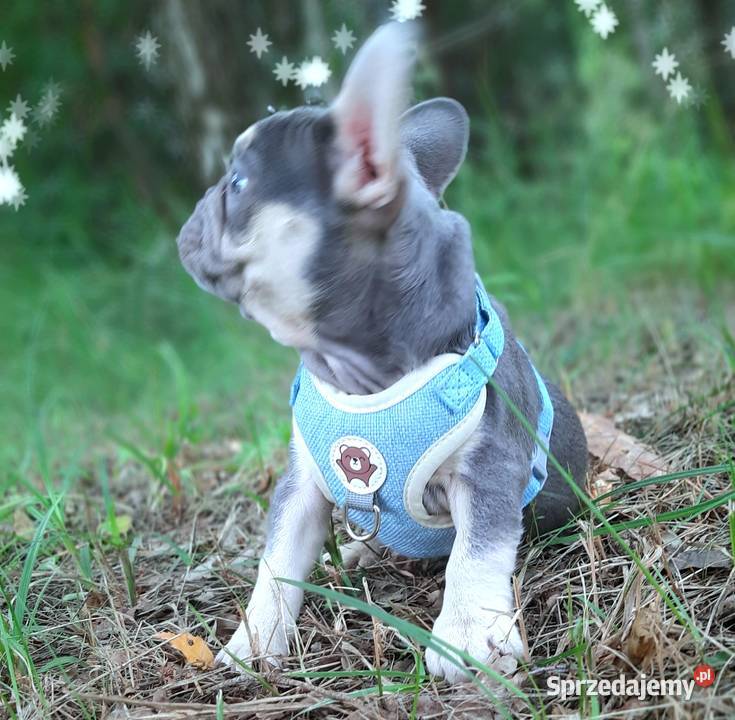 Buldog francuski piesek Buldog Pabianice sprzedam
