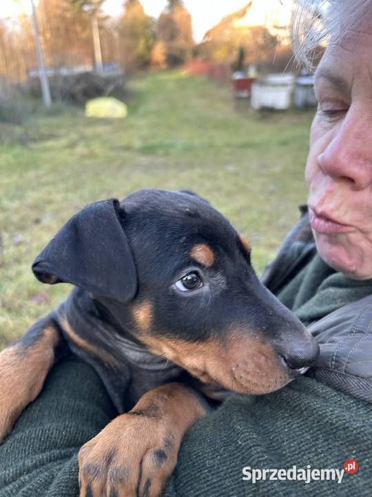 Szczenięta Dobermana z rodowodem do sprzedania Zwierzęta Dobre