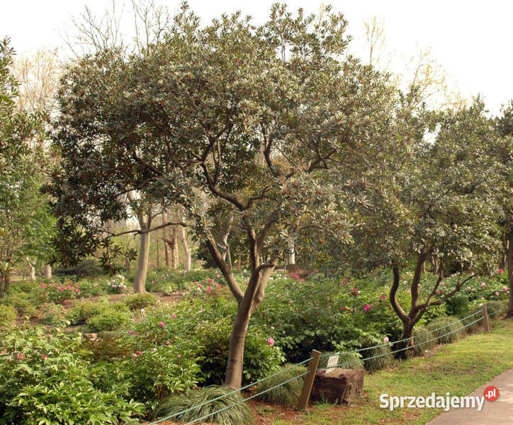 WOSKOWNICA CZERWONA Myrica rubra NASIONA 30 kujawsko-pomorskie Lubanie