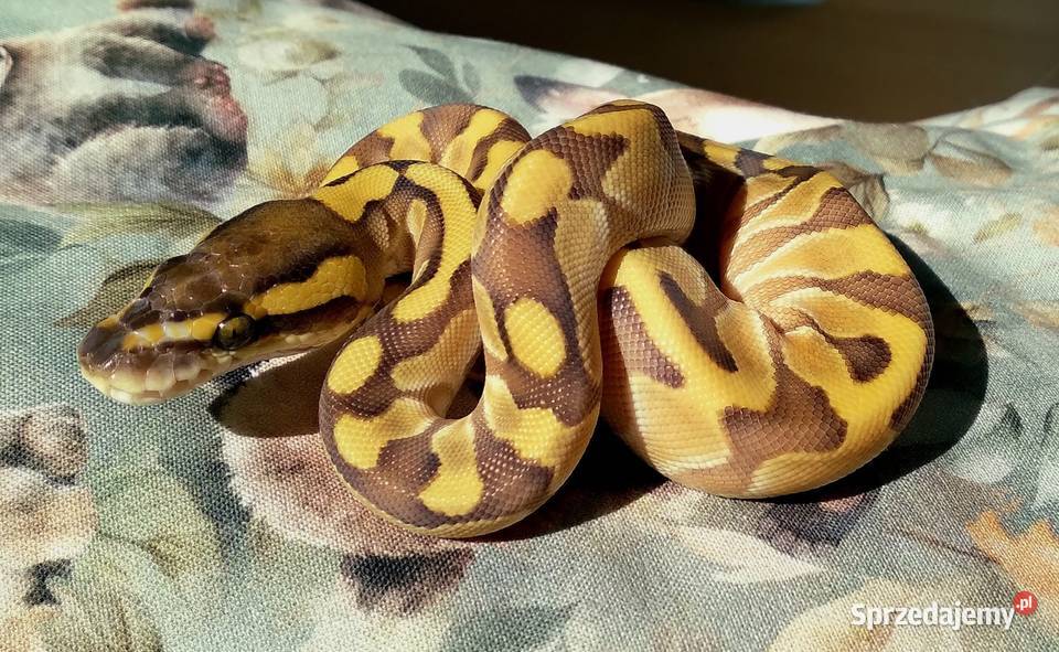 Wąż pyton królewski Python regius Enchi Lesser Warszawa