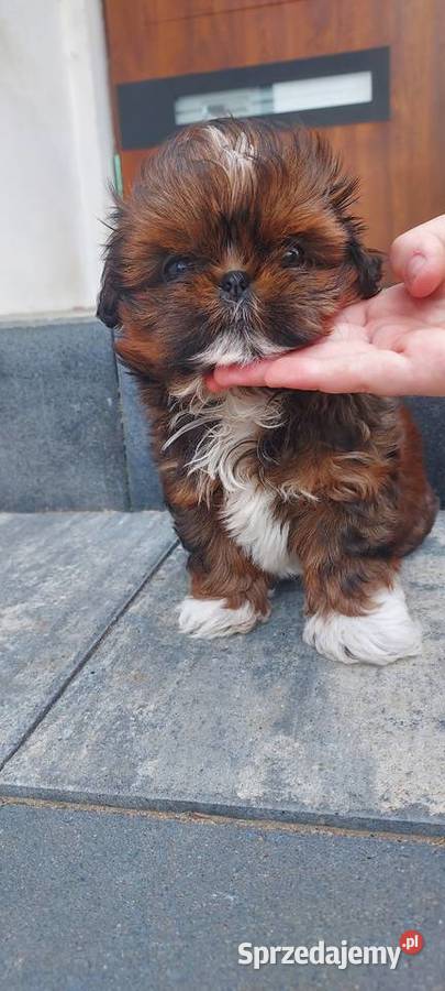 Suczka ShihTzu Shih Tzu Radom
