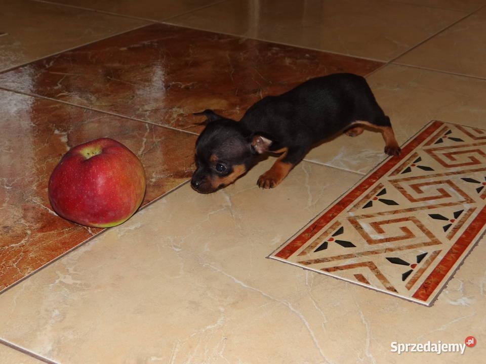 Ratlerek miniaturka piesek 8 tygodni