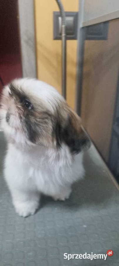 Hodowla Tybetańskie szczęście ZKwP FCI Wschowa