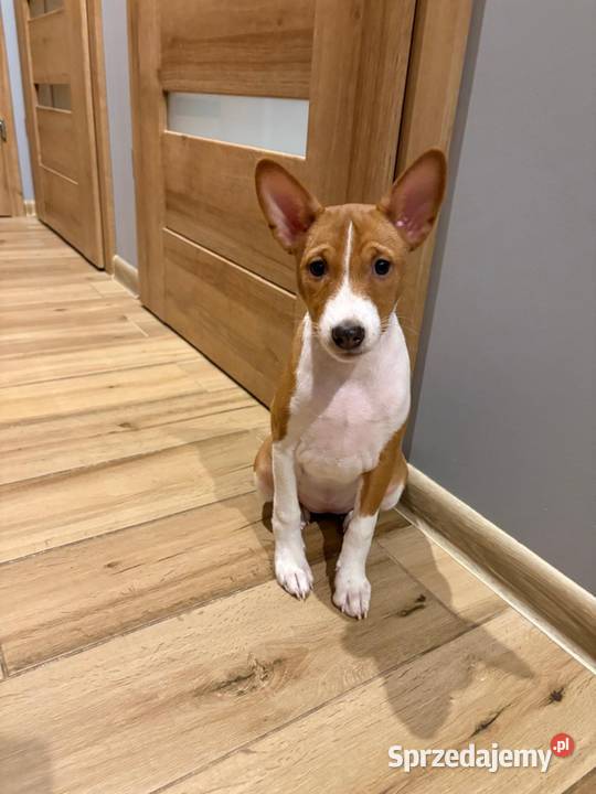 Basenji suczka szczenię Słupsk