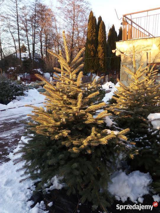 Żywa CHOINKA Jodła Kaukaska Świerk Srebrny Przemyśl sprzedam