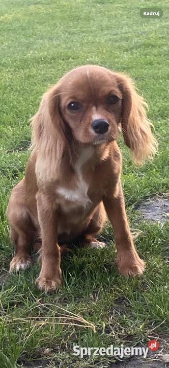 Cavalier King suczka rubinowa