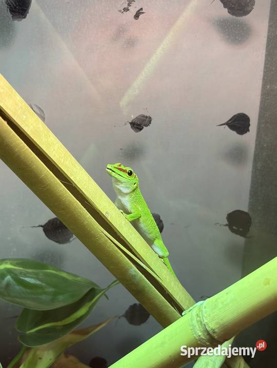 Felsuma Madagaskarska Phelsuma