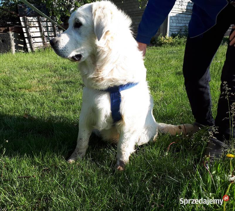 Golden Retriever Rodowód Radom