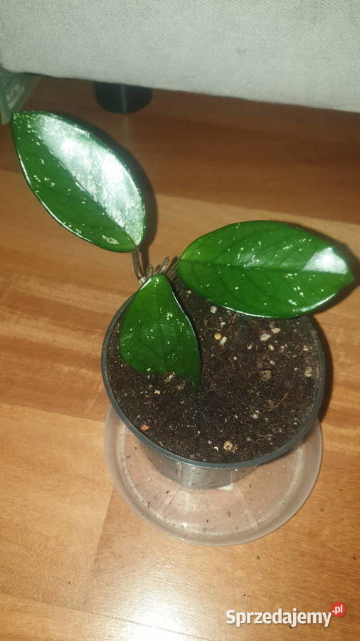 Hoya hoja kwiat rosnący 5 Warszawa sprzedam