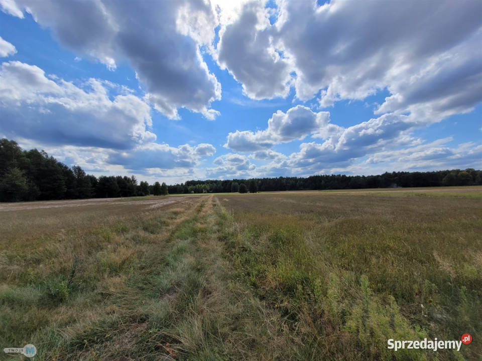 Sprzedaż gruntu 8000m2 Kluczewsko telefon sprzedam