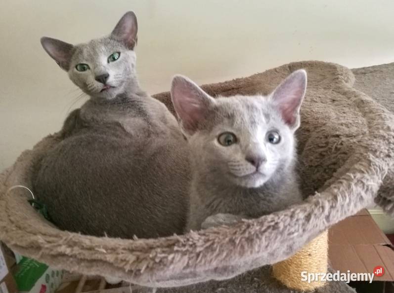 Cudowny ROSYJSKI NIEBIESKI Rosyjski