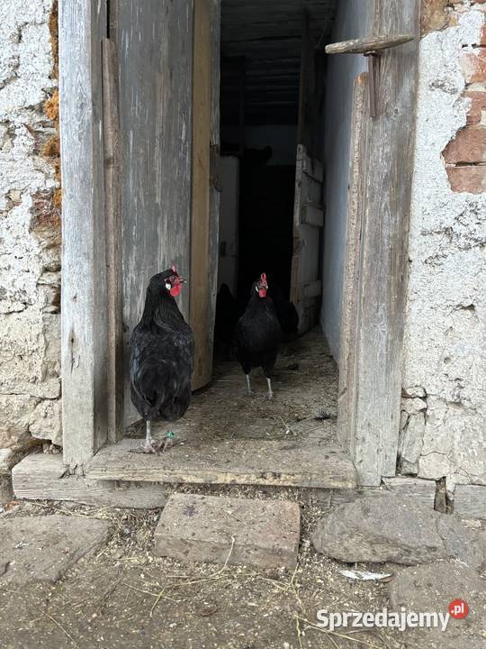 Oferuję jaja lęgowe kur rasy La Flche kujawsko-pomorskie Grudziądz