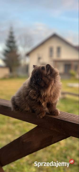 Kocur Brytyjski czekolada Rodowód WCF Mińsk Mazowiecki sprzedam