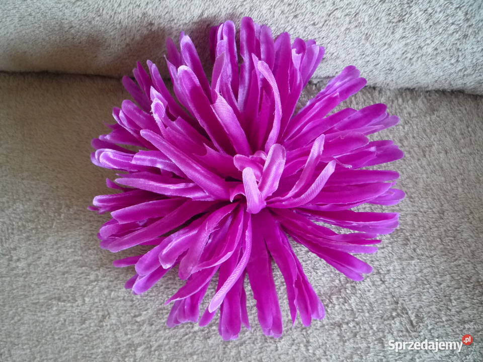 Duża 17 Astry Główka różowa żółta fioletowa Szczecin