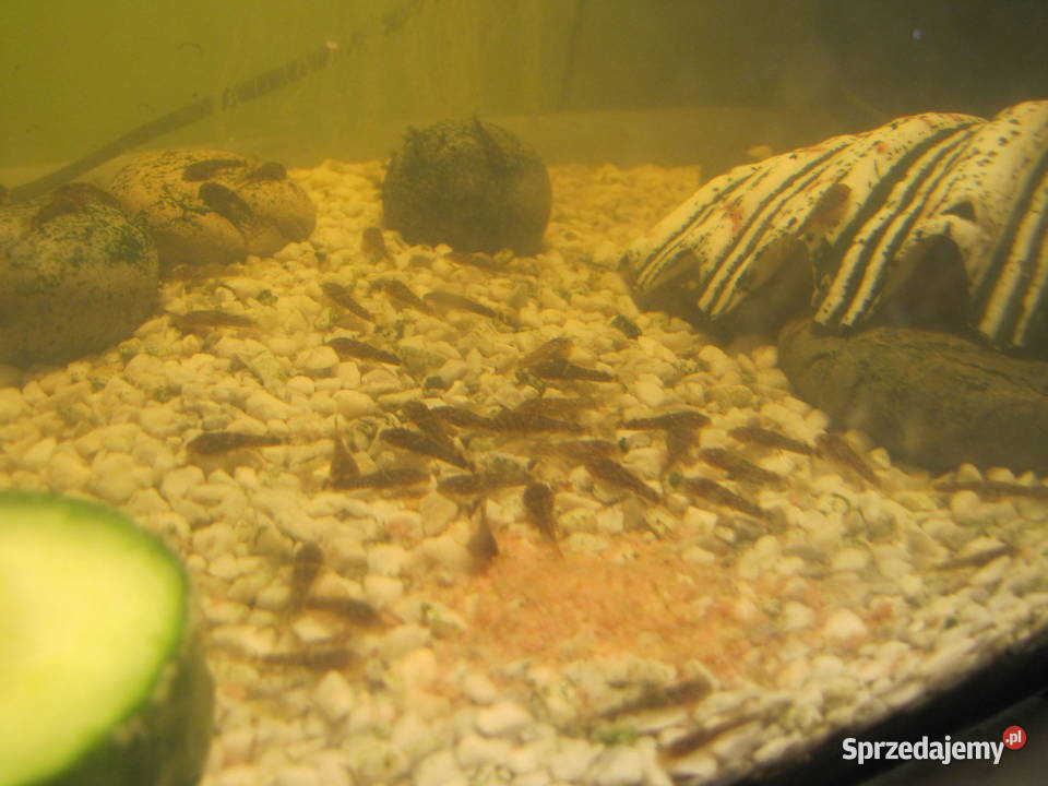 Młode glonojady Toruń